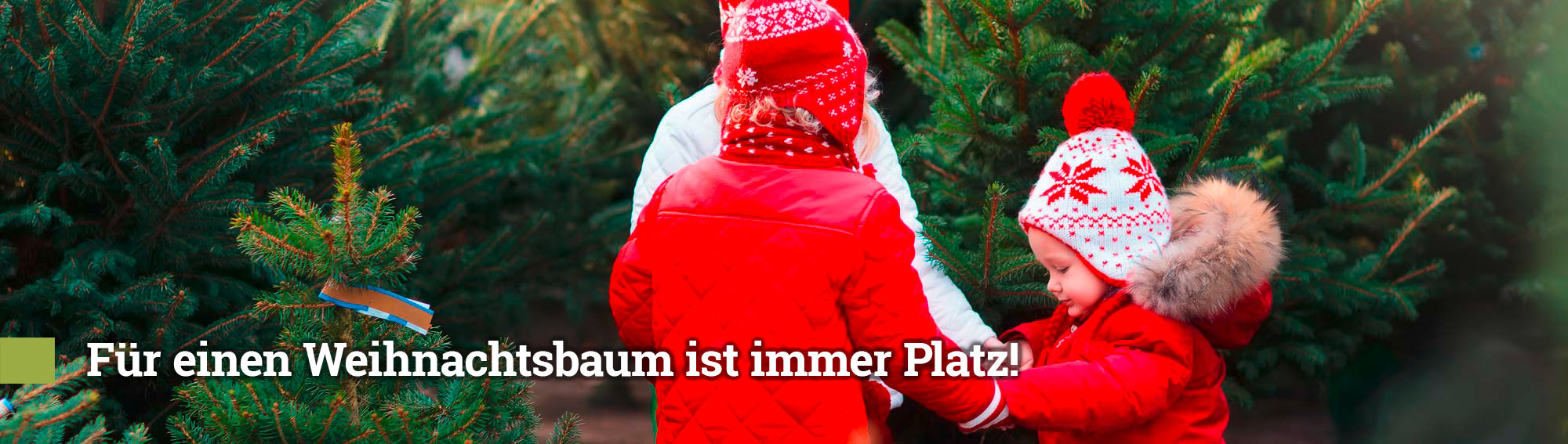 Weihnachtsbaum selbst schlagen