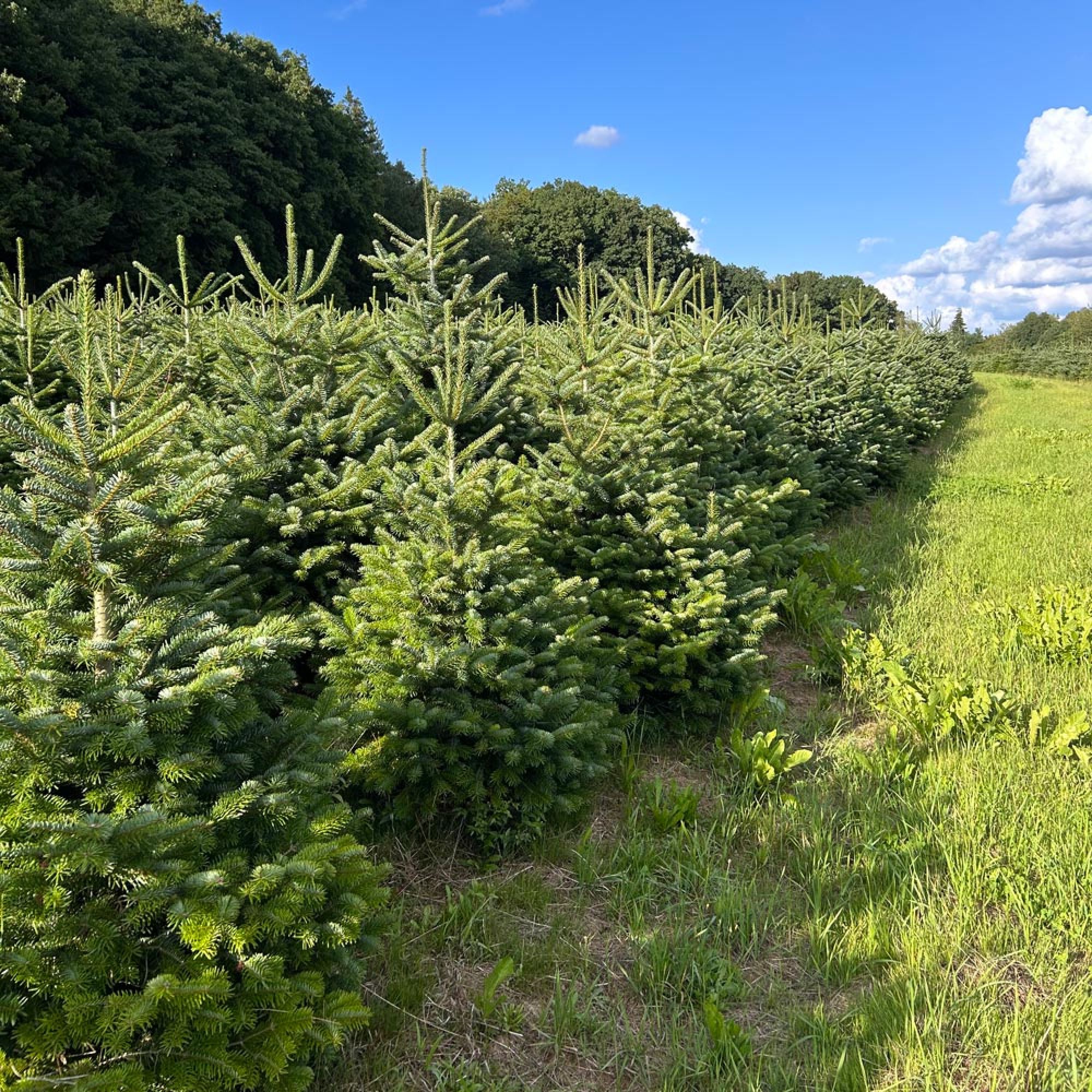 Weihnachtsbäume aus dem Odenwald vom Naturhof Grimm Weihnachtsbäume aus dem Odenwald vom Naturhof Grimm