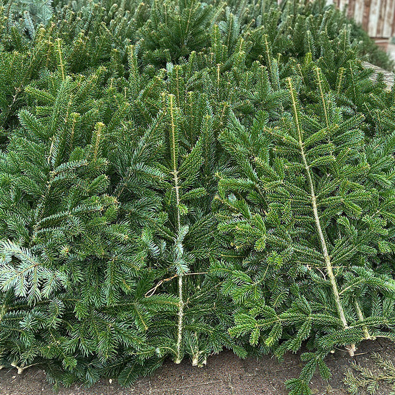 Schnittgrün vom Naturhof Grimm Schnittgrün vom Naturhof Grimm