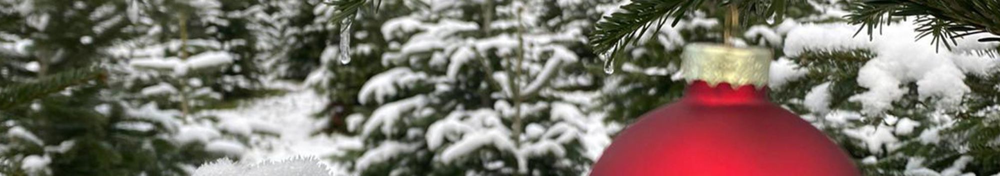 Weinachtsbäume vom Naturhof Grimm