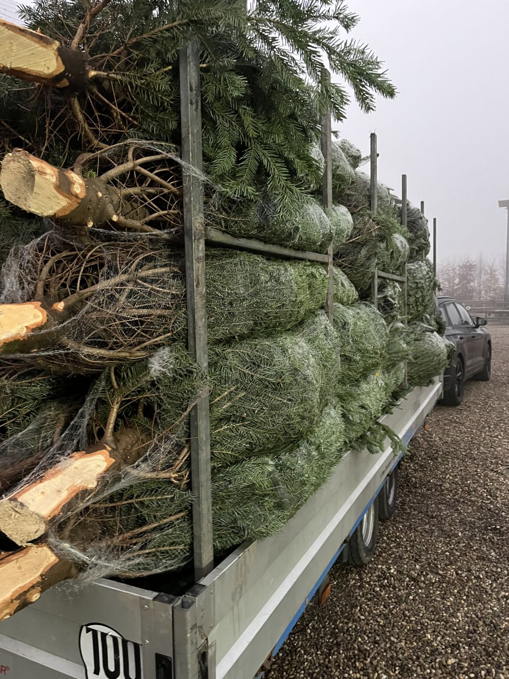 Lose Verladung der Weihnachtsbäume aus dem Odenwald