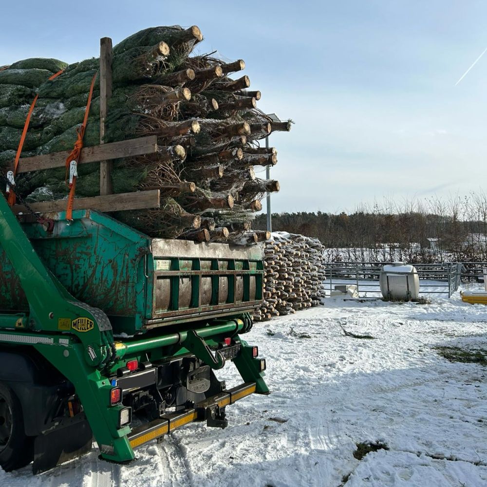 Lose Verladung der Weihnachtsbäume aus dem Odenwald Lose Verladung der Weihnachtsbäume aus dem Odenwald